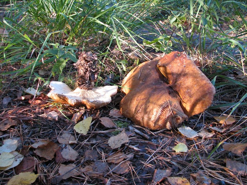 Paxillus atrotomentosus